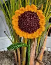 20250318_173741.webp