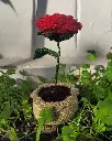 20250402_171147.webp