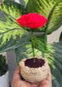 Rose Pot