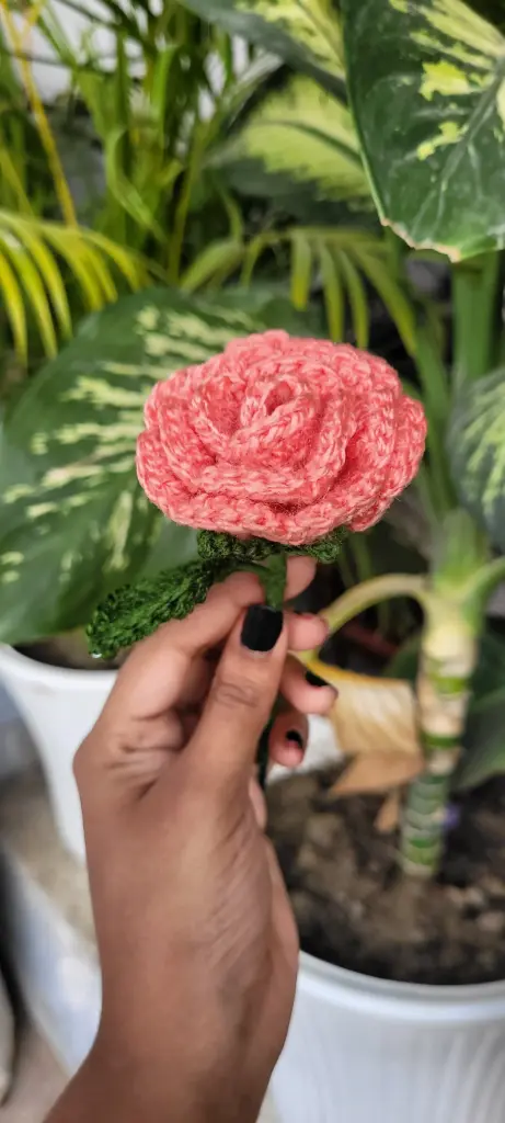 Pink Rose