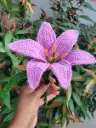 Large Purple Lily