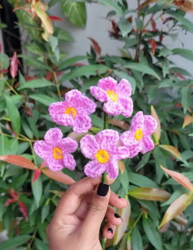 Myosotis